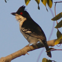 Great Antshrike